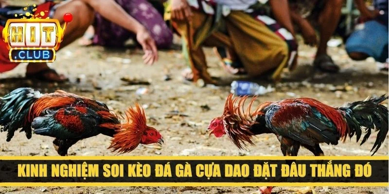 Kinh nghiệm soi kèo đá gà cựa dao đặt đâu thắng đó