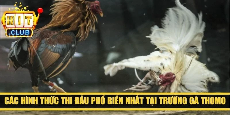 Các hình thức thi đấu phổ biến nhất tại trường gà Thomo
